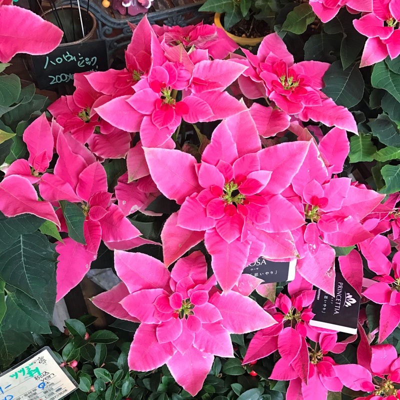 八重のプリンセチア ローザ 大森の花屋 大花園の花ログ