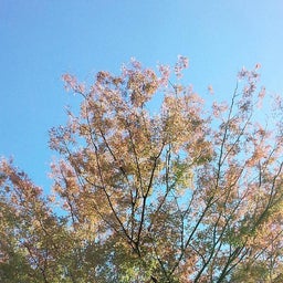 画像 朝から の記事より