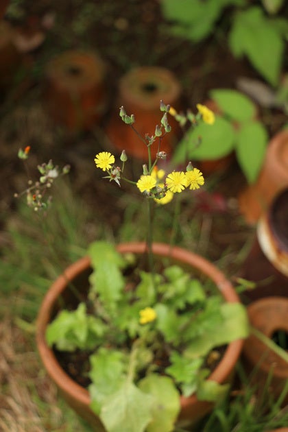 雑草 背の高い黄色の小花 オニタビラコ 野花生活 365日