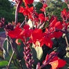 今日の誕生花　１１/０２（水）の画像