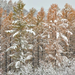 画像 雪、雪、雪…… by 北海道 美瑛町 の記事より 6つ目