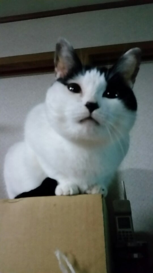 ハチにゃんこ1才の記事画像
