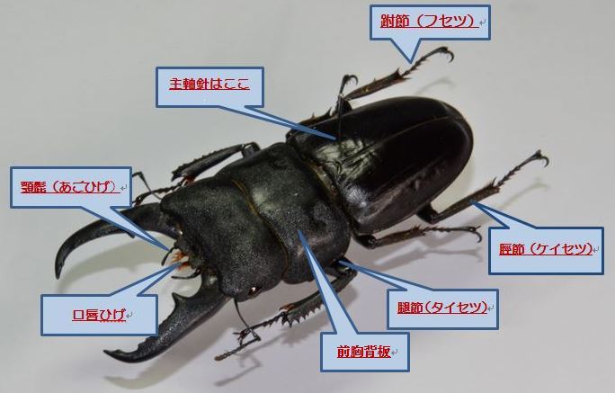 カブトムシ クワガタムシ等の 甲虫の 昆虫標本の作り方 昆虫漂流記