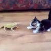 トカゲに挑んで大パニックの子猫♪ 「びっくり！」が可愛くて笑える猫と動物のおもしろ動画の画像