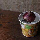 ヒヤシンスの水栽培の簡単な方法4選！！！　空き瓶・コップ・ワイヤー・カップ麺の入れ物の記事より