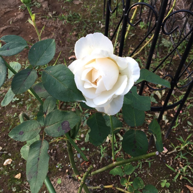 インテリア壁掛け仏壇と季節のお花 白いバラ ローズ 薔薇 その9 コンパクト壁掛け仏壇開発日記 インテリア壁掛け仏壇と季節のお花 白いバラ ローズ 薔薇 その9 コンパクト壁掛け仏壇開発日記
