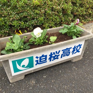 迫桜高校の生徒さんにお花を植えてもらいました。の画像