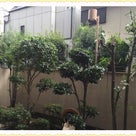神戸市東灘区で木の剪定をしました！ 植木屋 HAPPY TOWNの記事より