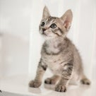 12月の子猫とわんこの譲渡会のご案内　お写真は随時追加します！の記事より