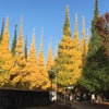 今朝の神宮外苑いちょう並木！見ごろです！の画像
