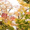 京都の紅葉の画像