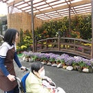 公渕公園の菊花展に行ってきた！の記事より