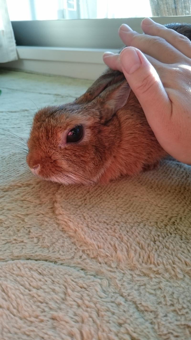 うさフェス出遅れたの記事画像