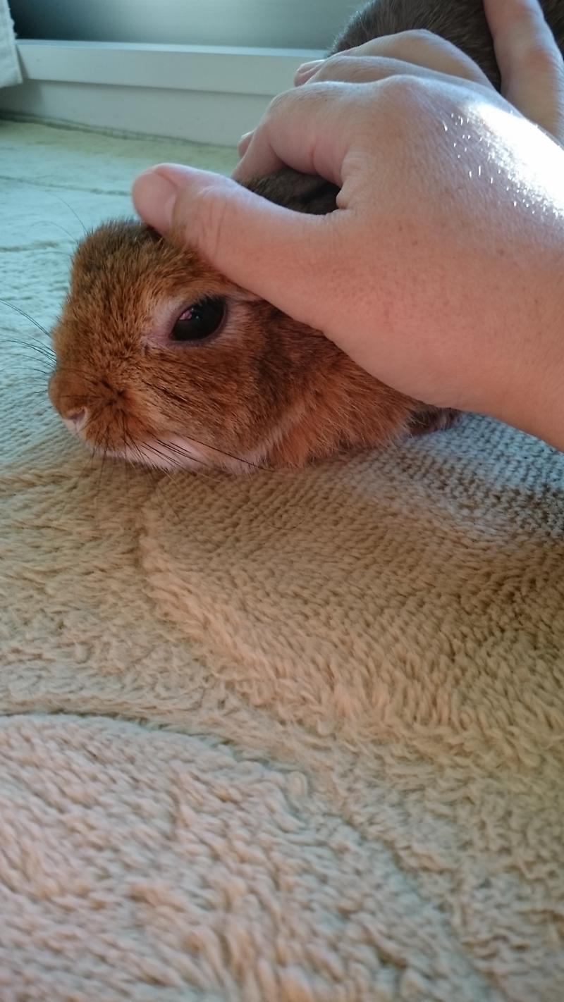 うさフェス出遅れたの記事画像