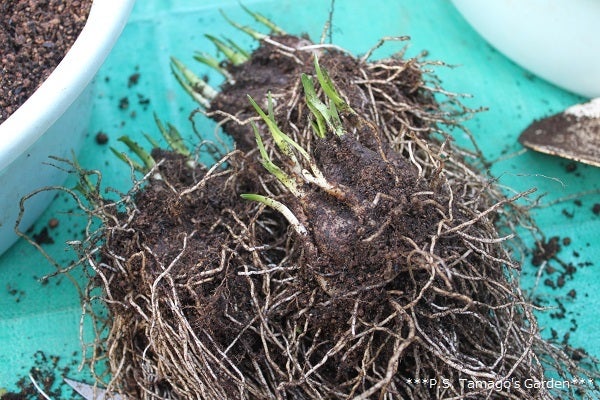スノーフレーク 原種系チューリップの球根 植え替え P S Tamago S Garden