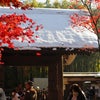 紅葉散歩～雪の平林寺～の画像