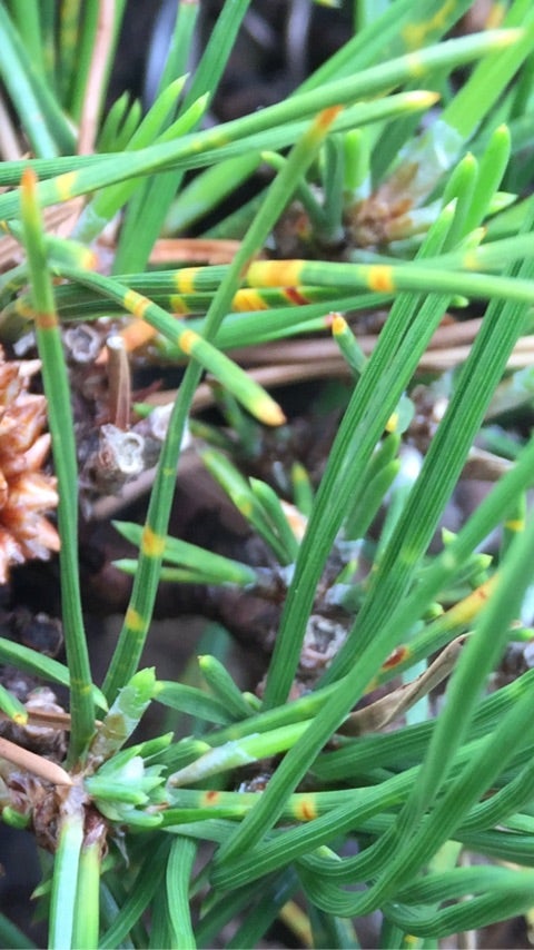 松の葉枯れ病ペスタロチア対策 超危険菌 Daichiのブログ 盆栽