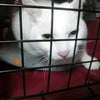 白猫ユキちゃんのワクチン注射「恐いニャ～！ 行きたくないにゃり！」の画像