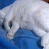「おやつ」の言葉で、パッと目覚める白猫ユキ♪ 眠くても食い付きは抜群！の画像