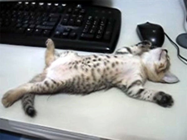 パソコンデスクに大の字で、でーんと寝る子猫♪