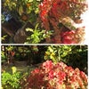 庭の花とチャリティーバザーの画像