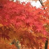 北鎌倉、12月の紅葉♪の画像