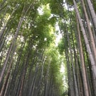 京都♪再びの一人旅③竹林の道と天龍寺の記事より