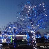 いずみの杜：クリスマスツリーとイルミネーション（大泉町）のサムネイル画像