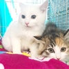 子猫4兄妹保護のTNR現場@埼玉県新座市…実はもう1匹子猫がいました！の画像