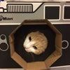 カメラのレンズからミニョンの画像