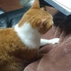 猫のフミフミ(ΦωΦ)の画像