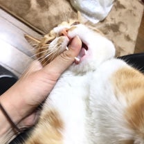 ブログ投稿画像