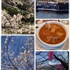 お花見三昧からの〜の画像
