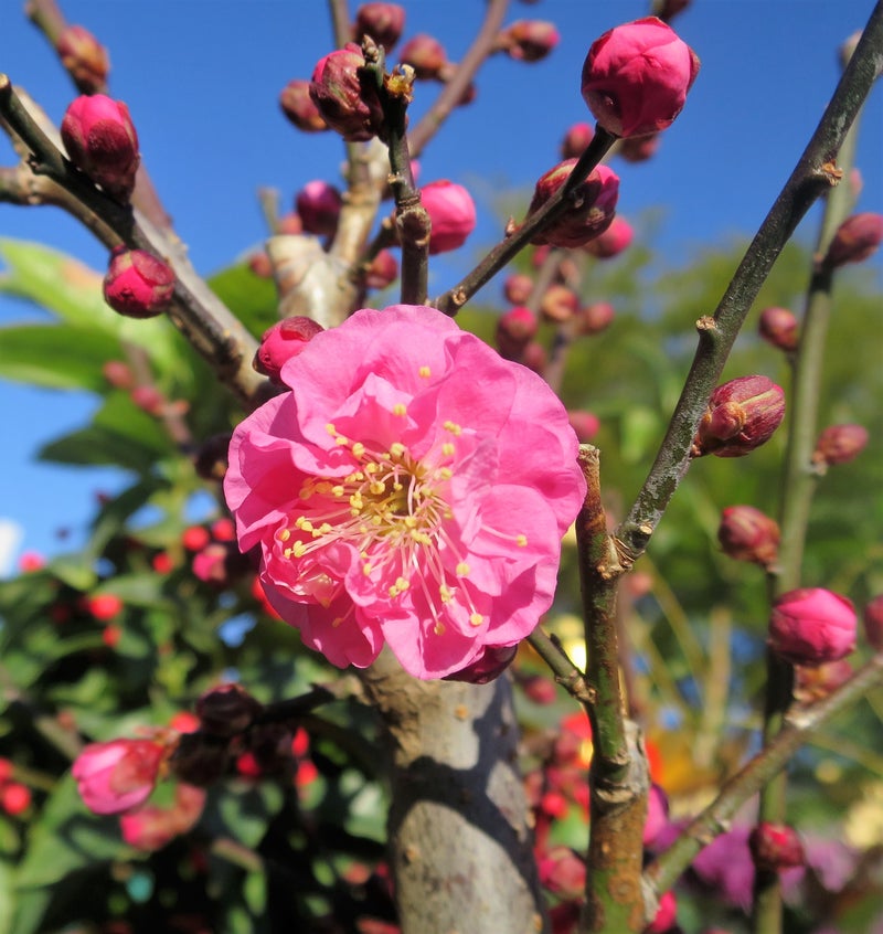 春の訪れをつげる花木 縁起の良い花 紅梅の花言葉 白梅の花言葉 Mayu的 ゆる美肌ライフのブログ カフェ