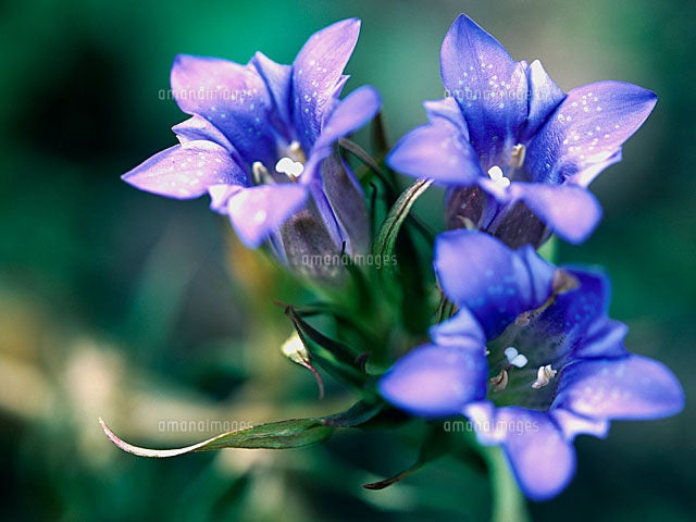 リンドウ Gentiana Andrewsii の花言葉とちょっとしたお話 華道歴13年の講師が教える 花と暮らすhappy Flower Life フラワーサロンmuguetfleurのブログ