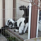 大人猫レアくん５年２４２日目　動植物園の写真＊前編の記事より