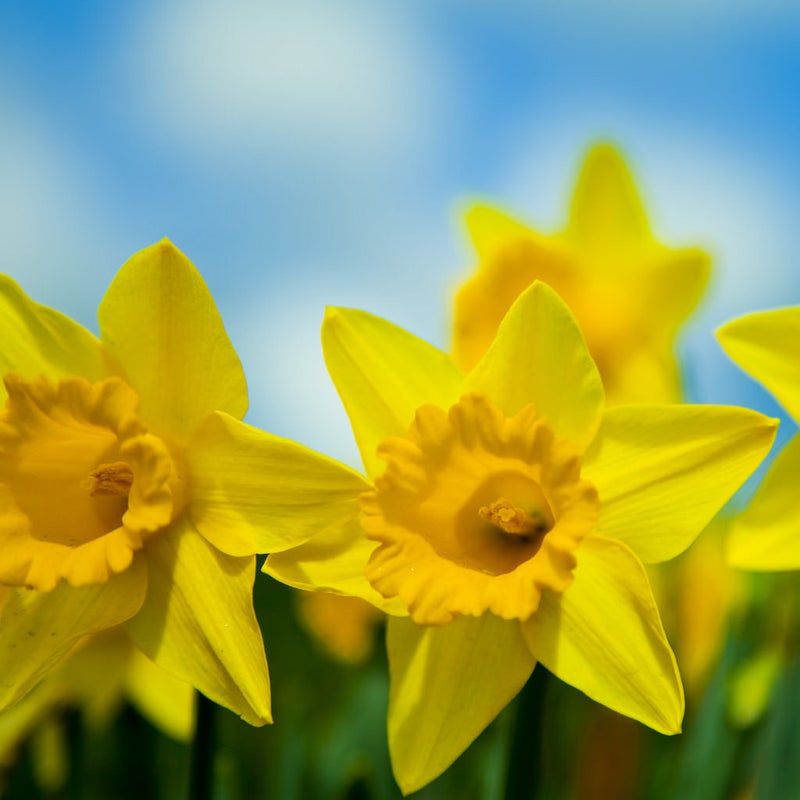 ラッパスイセン Narcissus の花言葉とちょっとしたお話 華道歴15年 ロスフラワーをゼロにする フラワーサロンmuguetfleurミュゲフルール