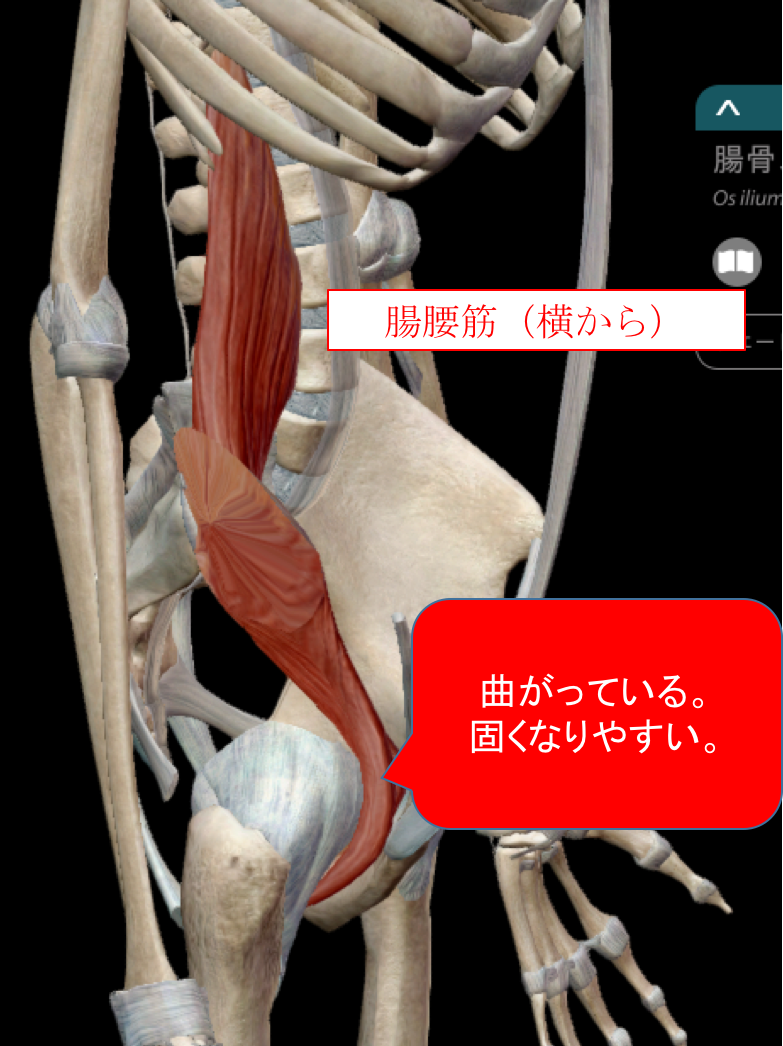 解剖実習 In アリゾナ 衝撃１位 大腰筋の鍛え方 鍼灸師 しんもりのブログ