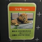 札幌市円山動物園（６）カバ・ライオン館②の記事より