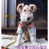 不慣れな大阪人と犬の画像