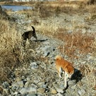 柴犬コロくんが河原へ来てくれました！の記事より