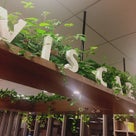 オフィスを彩る植栽に変わる、新しいものとは！？の記事より