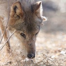 冬のオオカミたち（２）ネロ＆リロのデートタイムの記事より