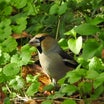 野鳥の世界　　ご無沙汰のシメ