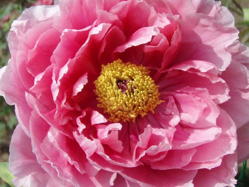 ボタン Paeonia Suffruticosa の花言葉とちょっとしたお話 華道歴13年の講師が教える 花と暮らすhappy Flower Life フラワーサロンmuguetfleurのブログ
