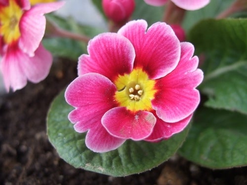 プリムラ Primula の花言葉とちょっとしたお話 華道歴13年の講師が教える 花と暮らすhappy Flower Life フラワーサロンmuguetfleurのブログ