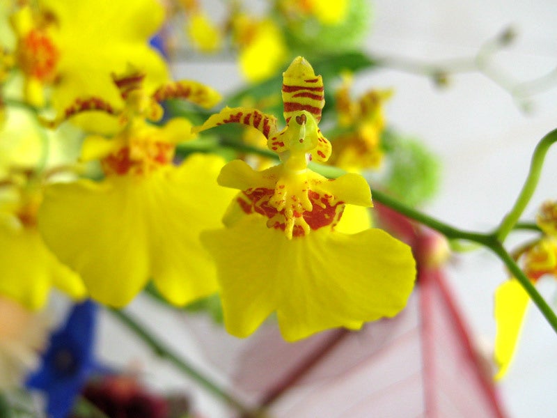 オンシジウム Dancing Lady Orchid の花言葉とちょっとしたお話 華道歴15年 ロスフラワーをゼロにする フラワーサロンmuguetfleurミュゲフルール
