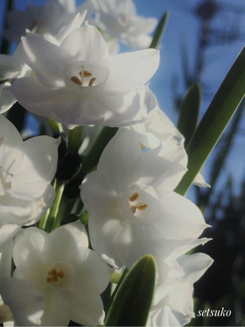 今日の花 白い水仙 ペーパーホワイト Iphone写真家 Setsukoのブログ