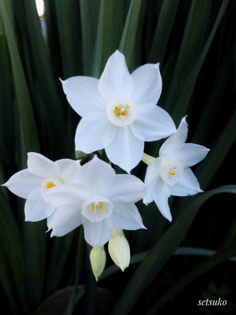今日の花 白い水仙 ペーパーホワイト Iphone写真家 Setsukoのブログ