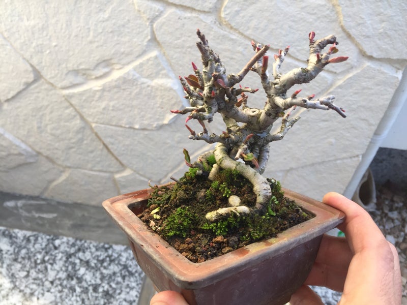 多摩錦 ボケ の植え替え Daichiのブログ 盆栽